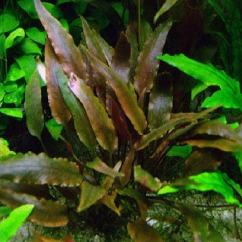 Planta Aquática Cryptocoryne Valkeiri para Aquários