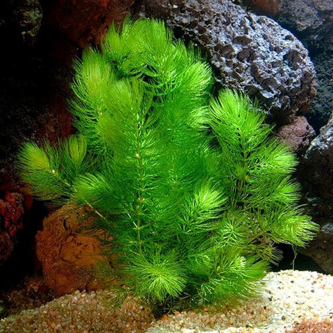 Planta Aquática Rabo de Raposa (Ceratophyllum Aquaticum) para Aquários