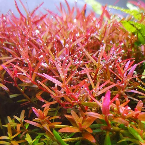 Planta Aquática Rotala Colorata para Aquários