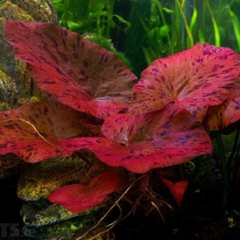Planta Aquática Nymphaea Red Tiger (Nymphaea Zenqueri) para Aquários