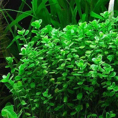 Planta Aquática Bacopinha (Bacopa Monniere) para Aquários