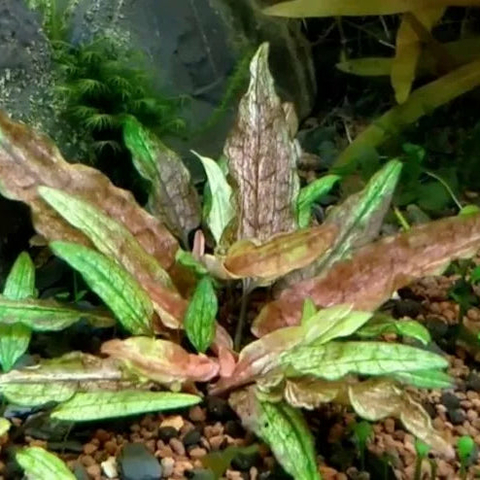 Planta Aquática Cryptocorine Green Gecko (Cryptocoryne Green Gecko) para Aquários