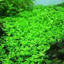 Planta Aquática Hemianthus Monte Carlo para Aquários