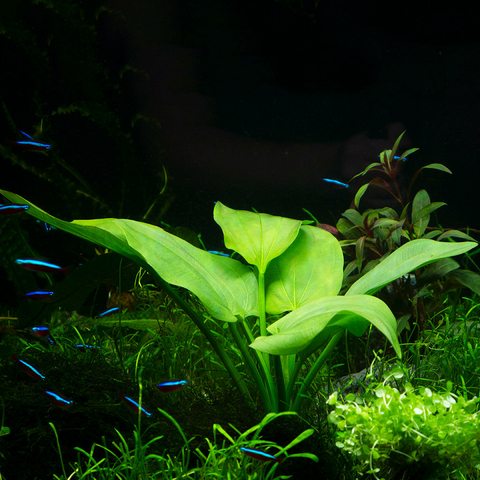 Planta Aquática Echinodorus Argentinense para Aquários