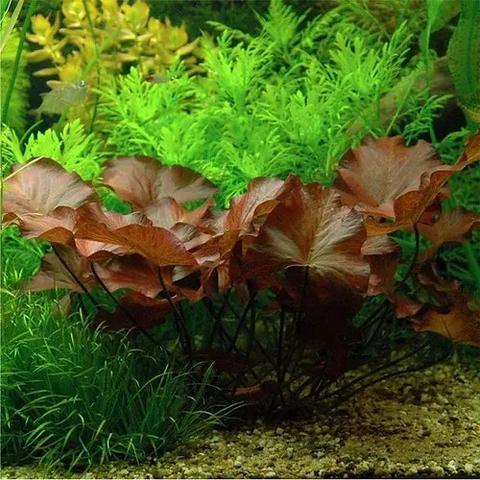 Planta Aquática Nymfea Rubra (NYMPHAEA RUBRA) Para Aquário