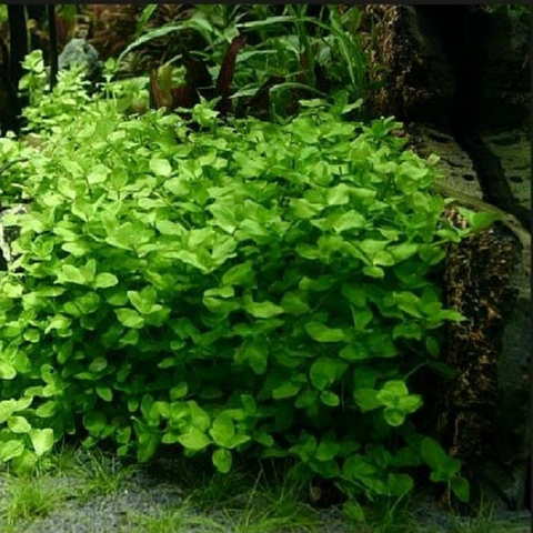 Planta Aquática Bacopa Australis para Aquários