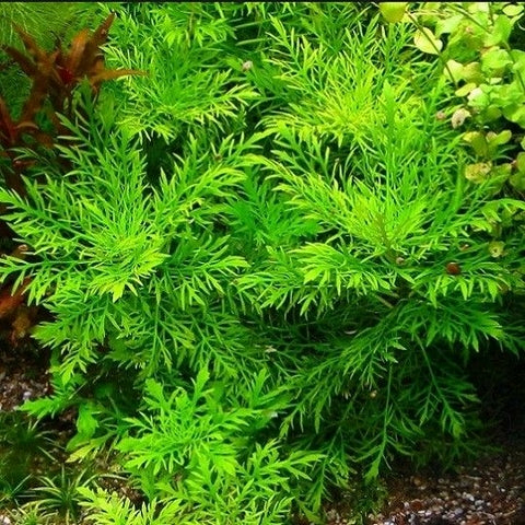 Planta Aquática Hygrophila Difformis para Aquários