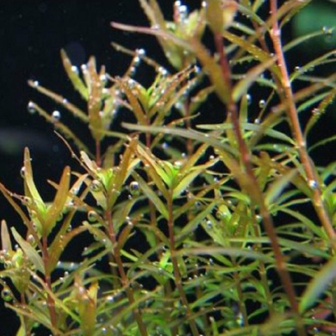 Planta Aquática Rotala Sp. São Francisco para Aquários