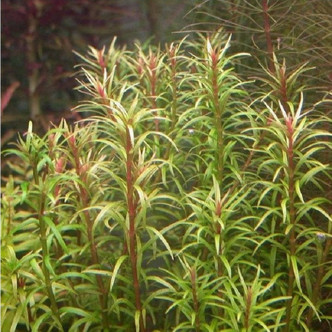 Planta Aquática Rotala Pusilla para Aquários