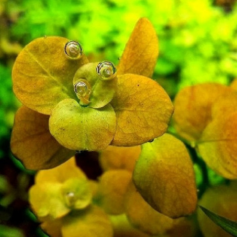 Planta Aquática Ludwigia Marília (Ludwigia Sp. Marília) para Aquários