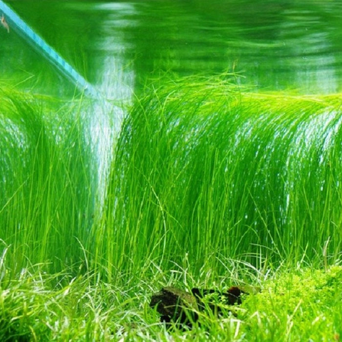 Planta Aquática Eleocharis Acicularis para Aquários