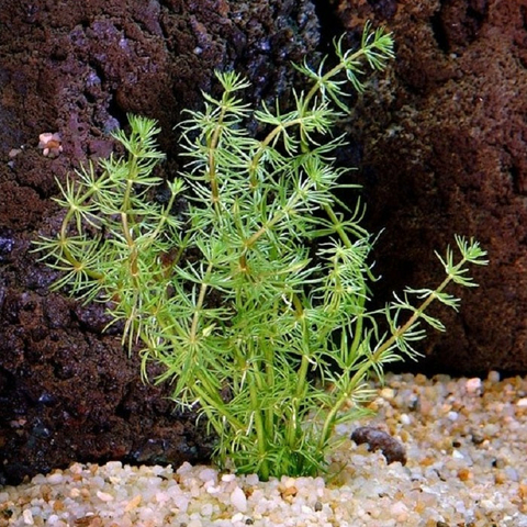 Planta Aquática Bacopa Miriofiloides (Bacopa Miriophylloides) para Aquários