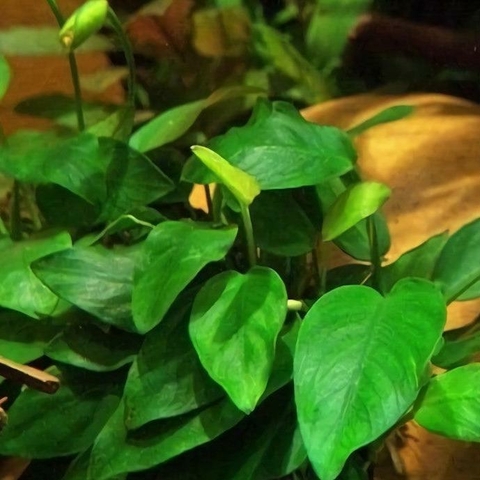 Planta Aquática Anúbia Nana (Anubia Barteri Nana) para Aquários