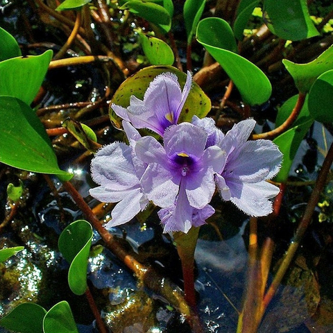 Planta Aquática Eichornia Azurea para Aquários