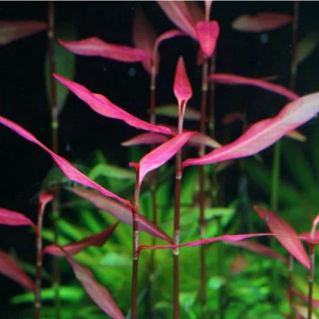 Planta Aquática Poligonum Rosa (Polygonum Sp. Pink) para Aquários