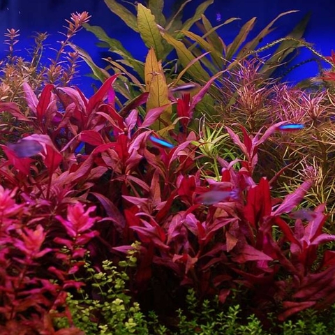 Planta Aquática Alternanthera Lilacina para Aquários