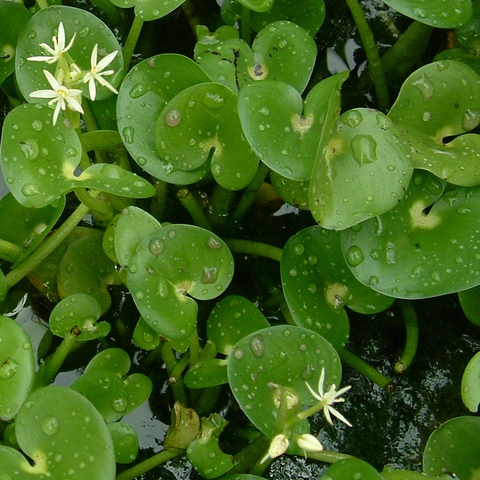 Planta Aquários Heterantera (Heteranthera Reniformis) para Aquários