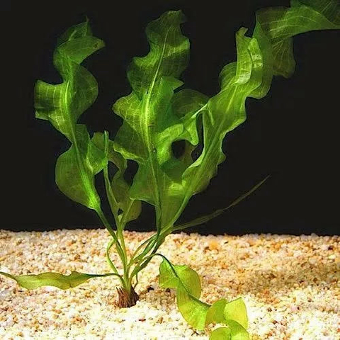 Planta Aquática Aponogeton Ulvaceus para Aquários