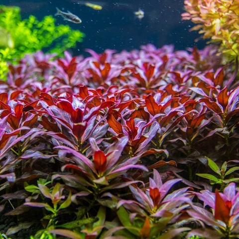 Planta Aquática Ludwigia Glandulosa (Perennis) para Aquários