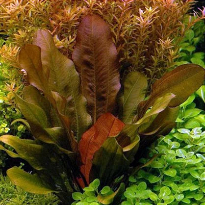 Planta Aquática Echibodorus Kleinerber para Aquários