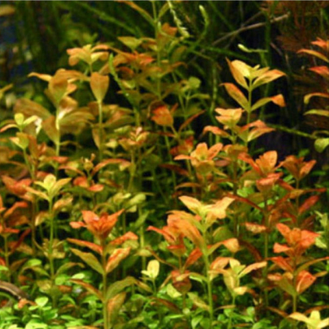 Planta Aquática Bacopa Vermelha (Bacopa Sp. Red) para Aquários