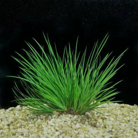 Planta Aquática Acorus Pussilus para Aquários