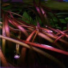 Planta Aquática Vallisneria Neotropicalis para Aquários