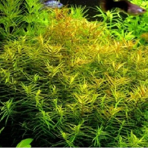 Planta Aquática Didiplis Diandra para Aquários