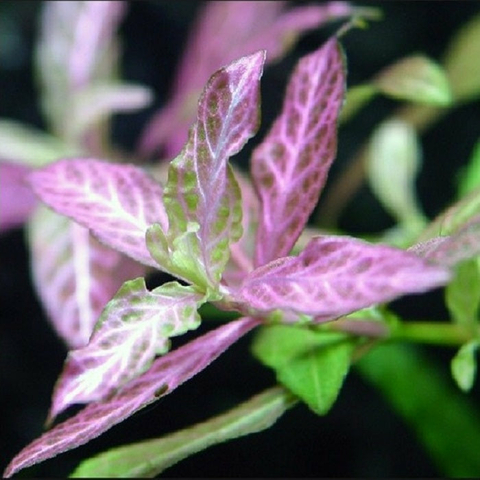 Planta Aquática Higrófila Sunset (Hygrophila Polysperma) para Aquários