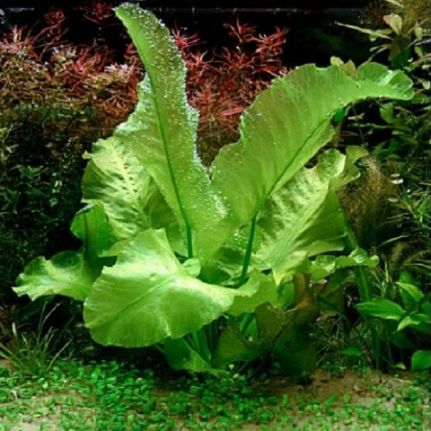 Planta Aquática Nufar Japônica (Nuphar Japonica) para Aquários