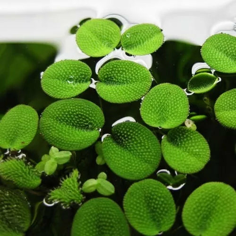 Planta Aquática Salvínia (Salvinia Auriculata) para Lagos e Aquários