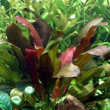 Planta Aquática Echinodorus Bartii para Aquários