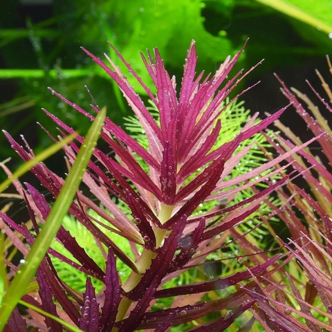 Planta Aquática Limnophila Hippuroides para Aquários