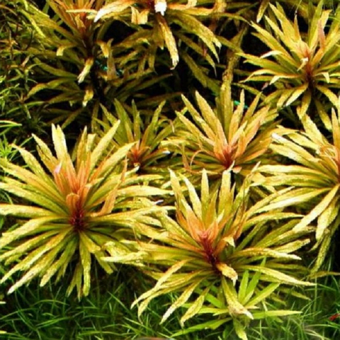 Planta Aquática Eusteralis Stelata (Pogostemon Stellata) para Aquários