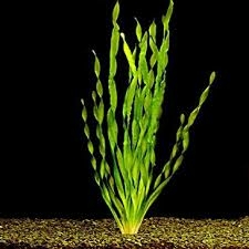 Planta Aquática Valisnéria Spiralis (Vallisneria Spiralis) para Aquários