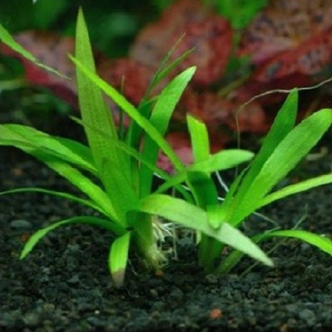 Planta Aquática Sagitária Platifila @Sagittaria Platyphylia para Aquários