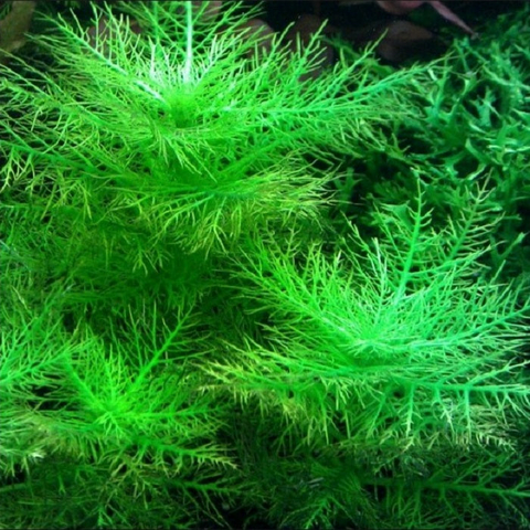 Planta Aquática Hygrofila Balsâmica (Hygrophila Balsâmica) para Aquários