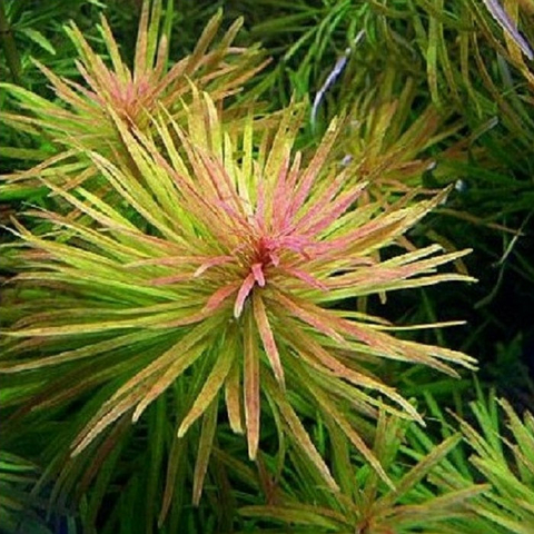 Planta Aquática Ludwigia Inclinata 'Cuba' para Aquários