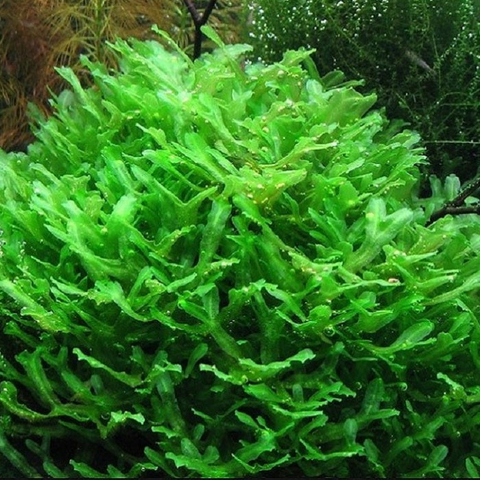 Planta Aquática Round Pelia (Monosolenium Tenerum) para Aquários