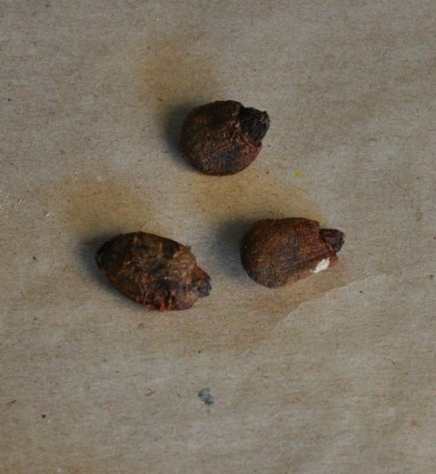 Planta Aquática Bananeira D'ÁGUA (SEMENTES) (TYPHONODORUM LINDLEYANUM) Para Aquários e Lagos