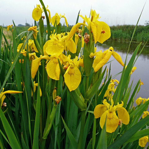 Planta Aquática Iris Pseudacorus para Lagos e Aquários