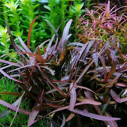 Planta Aquática Higrofila Araguaia (Hygrophila Sp. Araguaia) para Aquários