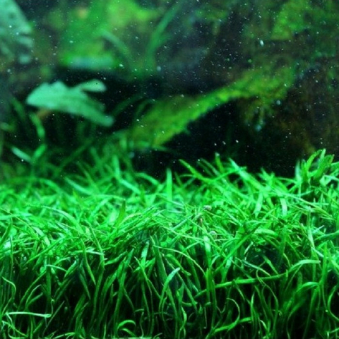 Planta Aquática Graminha (Lilaeopsis Brasiliensis) para Aquários