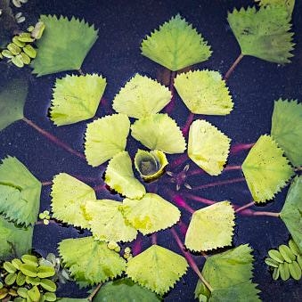 Planta Aquática Trappa (Trapa Natans) para Aquários e Lagos