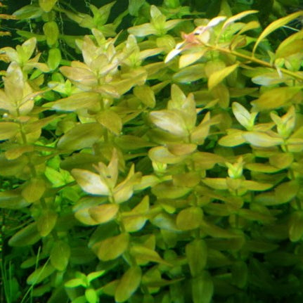 Planta Aquática Bacopa Colorata (Bacopa Sp. Colorata) para Aquários