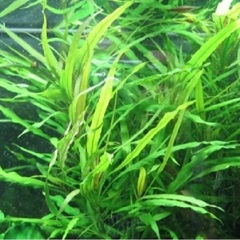 Planta Aquática Hygrofila Pantanal (Hygrophila Sp. Pantanal) para Aquários