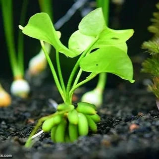 Planta Aquática Banana (Nymphoides Aquática) para Aquários e Lagos