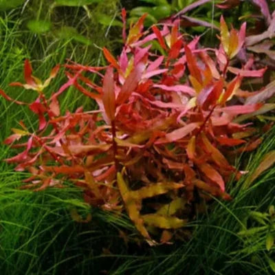 Planta Aquática Nesaea Vermelha (Nesaea Sp. Red) para Aquários