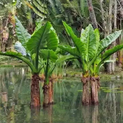 Planta Aquática Bananeira D'Água (Typhonodorum Lindleyanum) para Lagos e Aquários