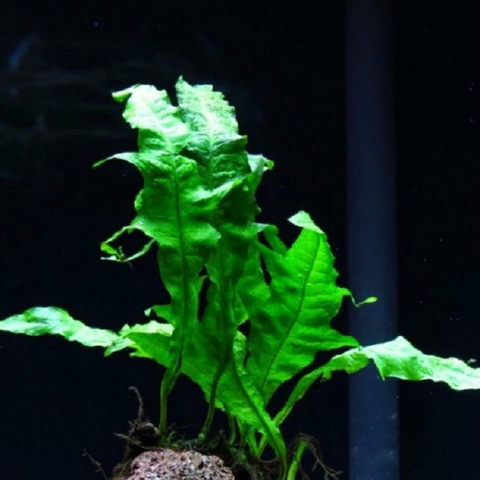 Planta Aquática Microsorium Tropica (Microsorium Pteropus Tropica) para Aquários